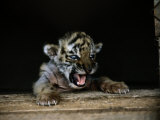 A Young Siberian Tiger