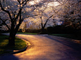 Buy Sunset and Cherry Trees in Bloom at AllPosters.com