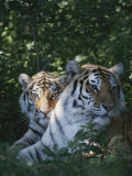 Two Tigers Lie Next to Each Other