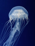 Buy Sea Nettle at AllPosters.com