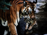 An Indian Tigress Moves Her Cubs Repeatedly to Protect Them from Predators