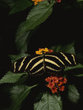 Buy Zebra Butterfly Feeding at AllPosters.com
