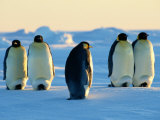 Emperor Penguins on the Frozen Southern Ocean