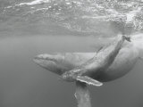 An Adult and Juvenile Humpback Whale Glide Through the Water