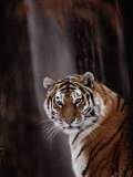 Siberian Tiger (Panthera Tigris Altaica)