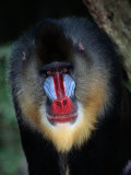 A Portrait of a Captive Mandrill