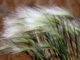 Prairie Grass
