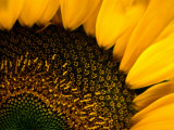 Buy Close-up of a Sunflower at AllPosters.com