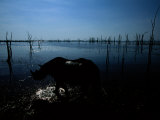 Rhinoceros Wading Through Flood Plain
