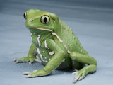 A Small Tree Frog