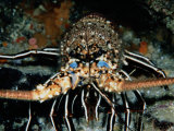 A Close-View of a Blue Spot Rock Lobster