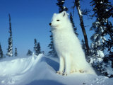 Arctic Fox