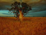 A Boab Tree