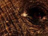 Eye of an African Elephant
