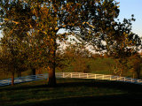 Sycamore Tree and Wood Fence at the Shaker Village at Pleasant Hill