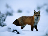 Red Fox (Vulpes Vulpes)