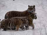 Siberian Tigers (Panthera Tigris Altaica) in the Snow