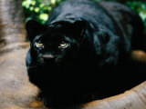 A Rare Black Leopard in Jungle World at the Bronx Zoo