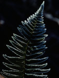Buy Close-up of a Fern Leaf Covered with Frost at AllPosters.com