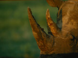 Close View of the Two Horns on a Southern Black Rhinoceros