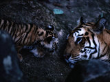 Indian Tiger with One of Her Three Cubs
