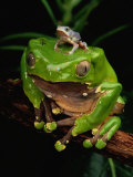 A Frog Perched on a Branch with a Baby Frog on its Back