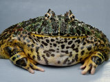 Buy An Ornate Horned Frog at AllPosters.com