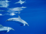Buy Sunlight Makes Beautifuly Patterned Reflections on a Pair of Spotted Dolphins at AllPosters.com