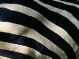A Close View of the Stripes of a Grants Zebra