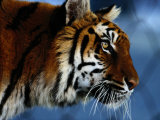 Close View of a Young Indian Tiger