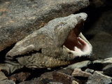 A Hellbender Salamander in its Rocky Lair
