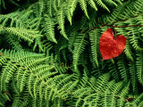 Buy Mountain Bindweed and Fern Fronds at AllPosters.com
