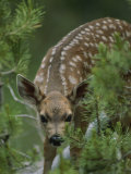 Buy A Mule Deer Fawn Peeks Through Branches of an Evergreen Tree at AllPosters.com