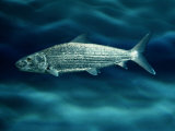 Buy Bonefish at AllPosters.com