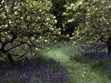 Buy Flowering Trees Amid a Meadow Full of Wildflowers at AllPosters.com