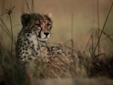 A Portrait of an African Cheetah Resting in the Tall Grass