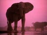 Buy African Elephants at AllPosters.com