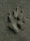 Buy Wolf Track, Firth River, Yukon Territory at AllPosters.com
