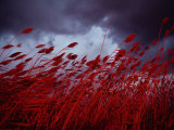 Red Sea Oats Blow in the Wind