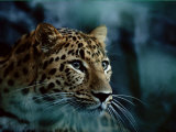 An Amur Leopard at the Minnesota Zoological Gardens