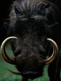 Buy Close-up of a Warthog with an Immense Pair of Tusks at AllPosters.com
