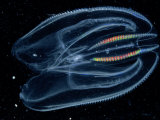 Buy A Sea Walnut at AllPosters.com