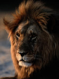 Male African Lion