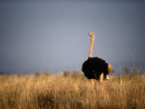 A Lone Ostrich on the Plains of Kenya