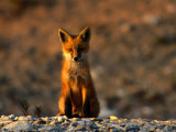 Portrait of a Young Red Fox