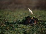 Hippopotamus Submerged in Duckweed with Egret on its Head