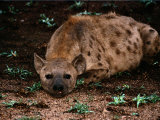 Buy Spotted Hyena at AllPosters.com