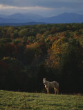 Buy A Horse Stands on a Hill Overlooking Autumn Foliage and Mountains at AllPosters.com