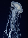 Buy Sea Nettle at AllPosters.com