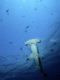 A Scalloped Hammerhead Shark Photographed from Beneath